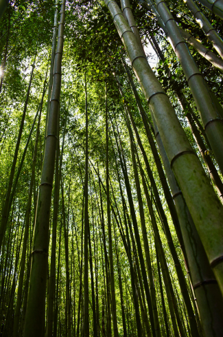 Arashiyama floresta de bamboo, japão - blog de viagens e fotografia