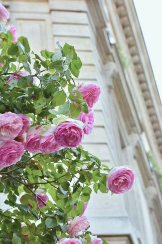 rosas em paris, franca - blog de viagens e fotografia diario de passaporte